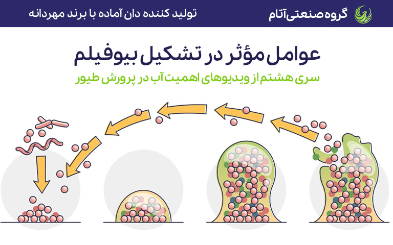 کدام عوامل در تشکیل بیوفیلم مؤثر هستند؟